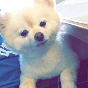 Meet your Posher, Angela